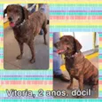 Vitória