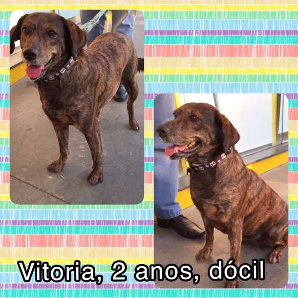 Cachorro ra a SRD idade 2 anos nome Vitória