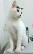Nena