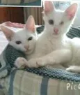 Pavarote e Pirata