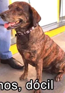 Cachorro raça SRD idade 2 anos nome Vitória