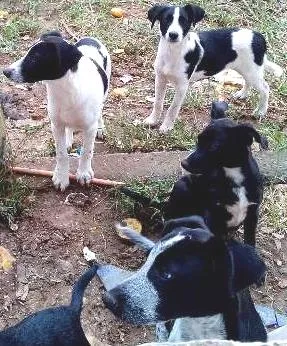 Cachorro ra a Labrador mestiço com pastor alemão idade 2 a 6 meses nome Varios animais