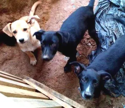 Cachorro raça Labrador mestiço com pastor alemão idade 2 a 6 meses nome Varios animais