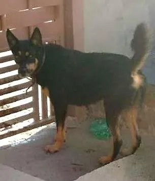 Cachorro ra a vira lata idade 3 anos nome dieik