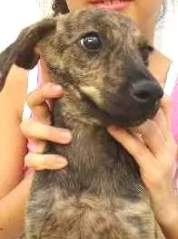 Cachorro ra a RND idade 2 a 6 meses nome Pitoco