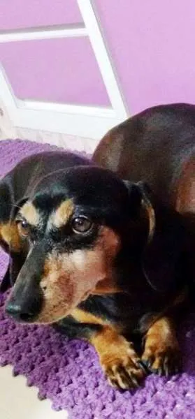 Cachorro ra a mix Basset idade 6 ou mais anos nome Tuly GRATIFICA