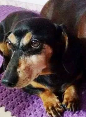 Cachorro ra a mix Basset idade 6 ou mais anos nome Tuly GRATIFICA