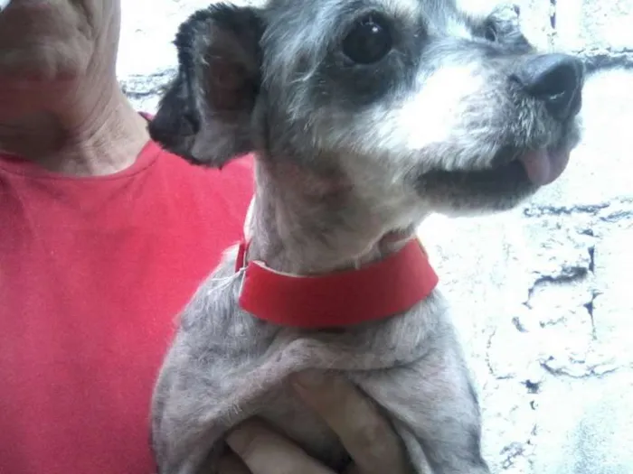 Cachorro ra a srd idade 5 anos nome Bob