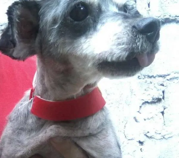 Cachorro ra a srd idade 5 anos nome Bob