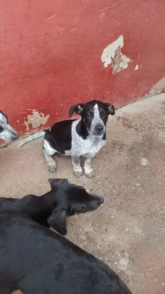 Cachorro ra a vira lata idade 2 a 6 meses nome timão e Pumba