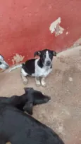 timão e Pumba