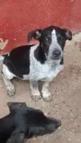 timão e Pumba