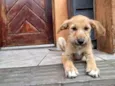 Barbi (Barbicha)