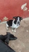 timao, Pumba e sheik