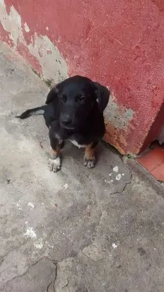 Cachorro ra a vira lata idade 2 a 6 meses nome timao, Pumba e sheik