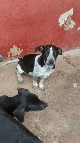 Cachorro ra a vira lata idade 2 a 6 meses nome timao, Pumba e sheik
