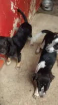timao, Pumba e sheik
