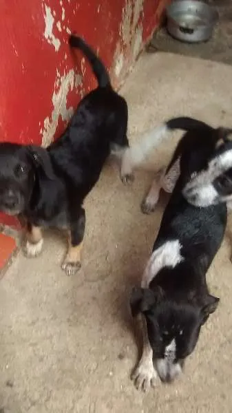 Cachorro ra a vira lata idade 2 a 6 meses nome timao, Pumba e sheik