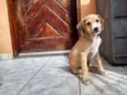 Bela