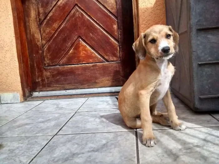 Cachorro ra a srd idade 2 a 6 meses nome Bela