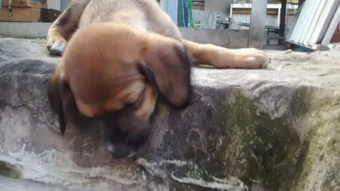 Cachorro ra a srd idade 2 a 6 meses nome Bunny