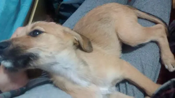 Cachorro ra a srd idade 2 a 6 meses nome Barbi (Barbicha)