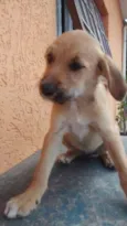 Barbi (Barbicha)