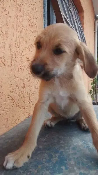 Cachorro ra a srd idade 2 a 6 meses nome Barbi (Barbicha)