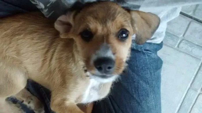 Cachorro ra a srd idade 2 a 6 meses nome Bela