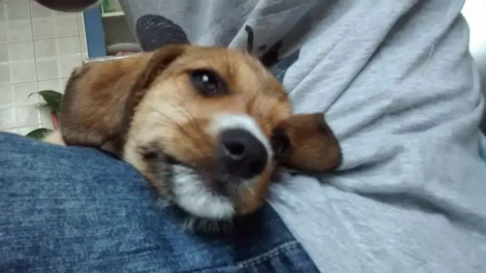 Cachorro ra a srd idade 2 a 6 meses nome Bela