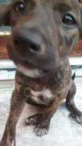 Choco