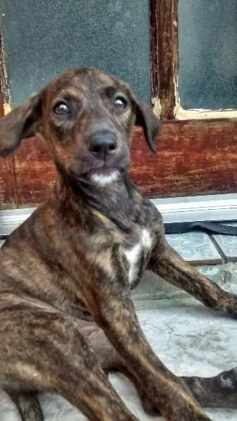 Cachorro ra a srd idade 2 a 6 meses nome Choco