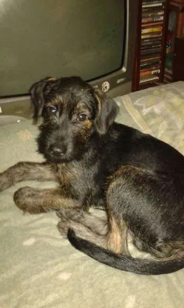 Cachorro ra a Mistura de poodle e vira lata idade 2 a 6 meses nome Marley