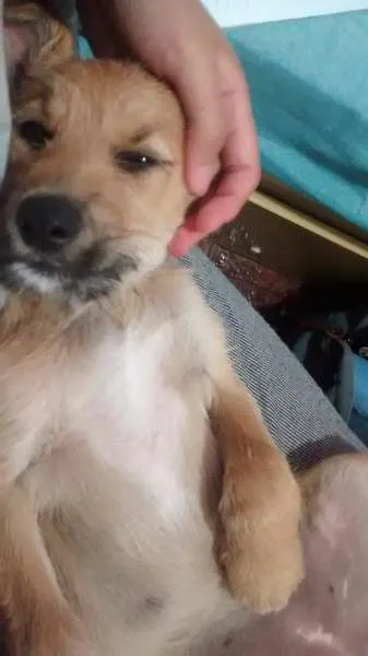 Cachorro ra a srd idade 2 a 6 meses nome Barbi (Barbicha)
