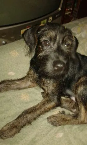 Cachorro ra a Mistura de poodle e vira lata idade 2 a 6 meses nome Marley