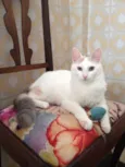 Brisa