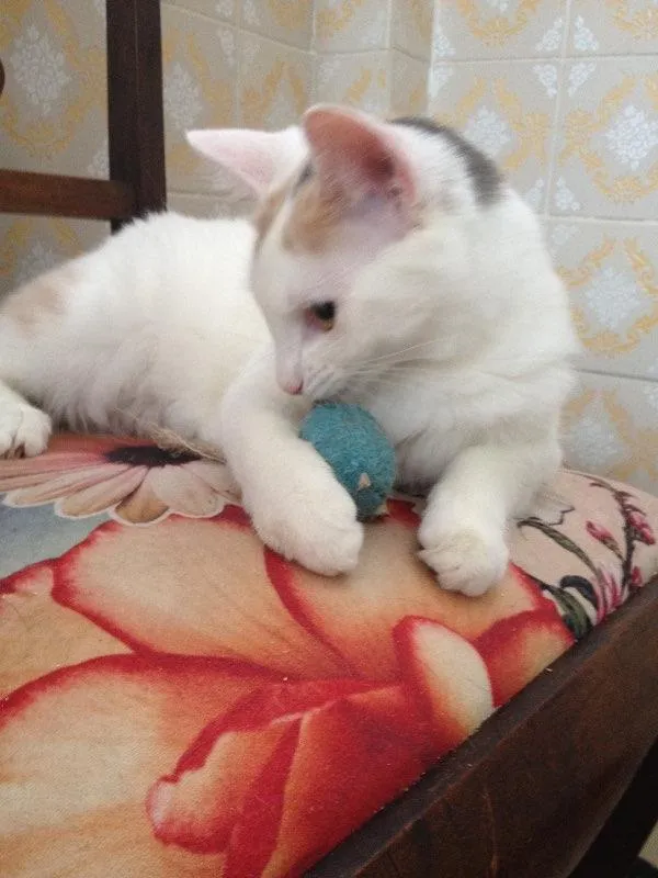 Gato ra a SRD idade 2 a 6 meses nome Brisa