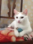 Brisa