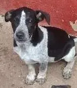 Cachorro raça vira lata idade 2 a 6 meses nome timão e Pumba