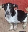 timão e Pumba