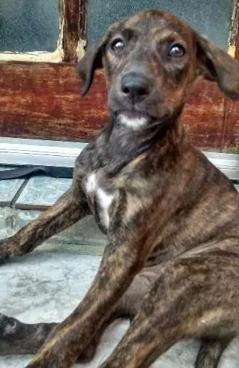 Cachorro ra a srd idade 2 a 6 meses nome Choco