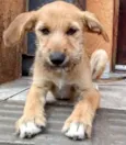 Barbi (Barbicha)