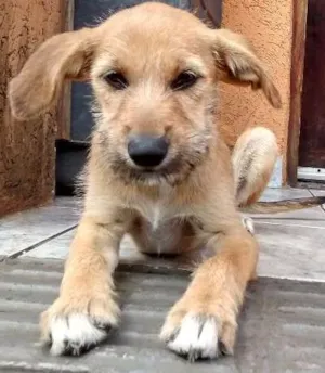 Cachorro raça srd idade 2 a 6 meses nome Barbi (Barbicha)