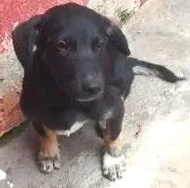 Cachorro ra a vira lata idade 2 a 6 meses nome timao, Pumba e sheik
