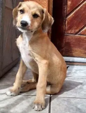 Cachorro raça srd idade 2 a 6 meses nome Bela