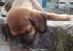 Cachorro raça srd idade 2 a 6 meses nome Bunny