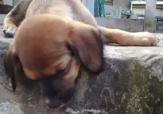 Cachorro ra a srd idade 2 a 6 meses nome Bunny