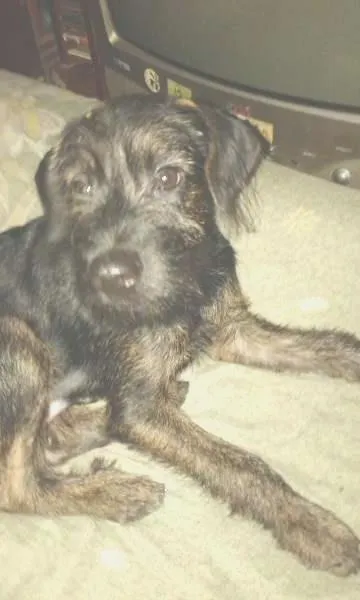 Cachorro ra a Mistura de poodle e vira lata idade 2 a 6 meses nome Marley
