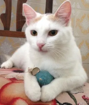 Gato raça SRD idade 2 a 6 meses nome Brisa