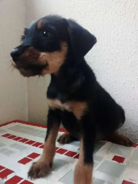 Cachorro ra a Mix Fox Terrier Pelo Duro idade 2 a 6 meses nome Lulu
